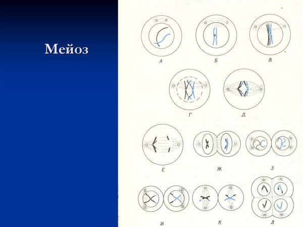 Стадии мейоза схема