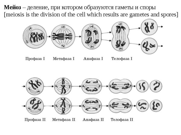 Фазы мейоза схема