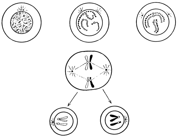 Профаза анафаза 2мейоза