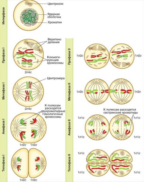 Фазы мейоза 1