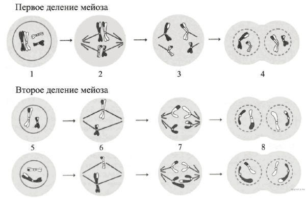 Первое деление мейоза фазы