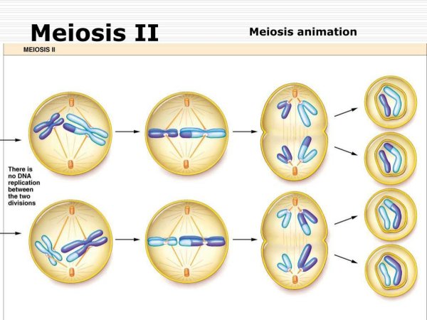 Мейоз 1 фазы схема