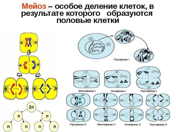 Схема профазы мейоза