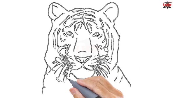 Рисование головы тигра