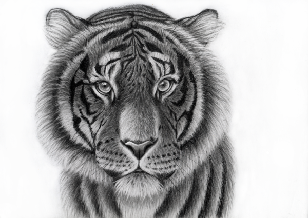 Тигр рисунок