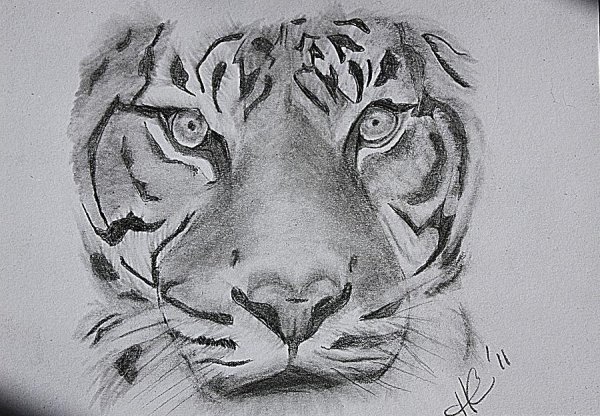 Тигр лицо карандашом