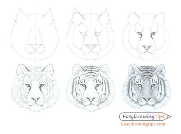 Нарисовать морду тигра поэтапно