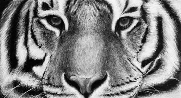 Морда тигра рисунок карандашом