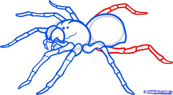 Нарисовать паука