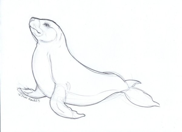 Морской котик карандашом