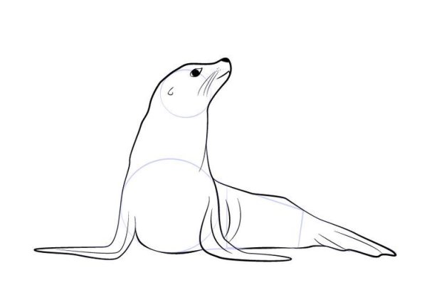 Морской котик поэтапное рисование