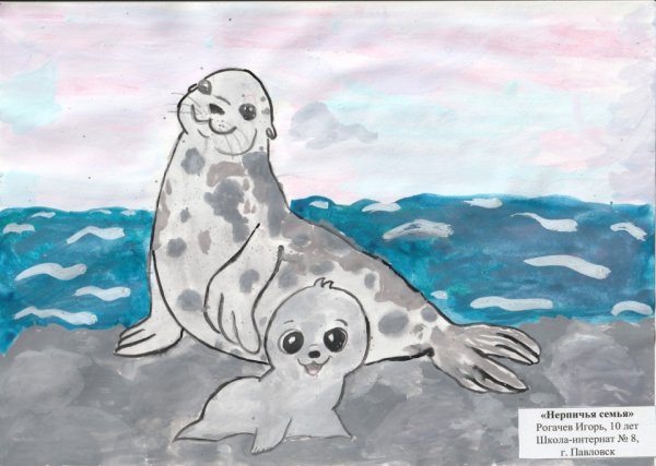 Байкальский нерпенок Белек рисунки