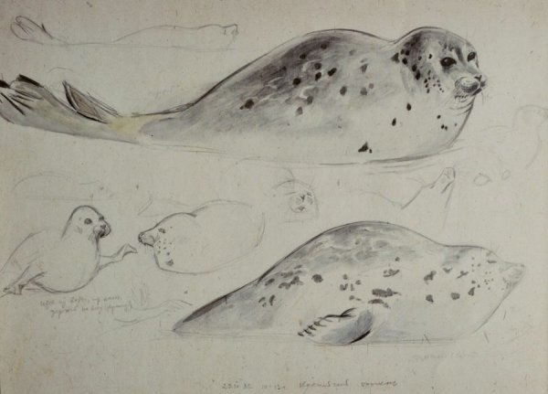 Нарисовать нерпу Байкальскую