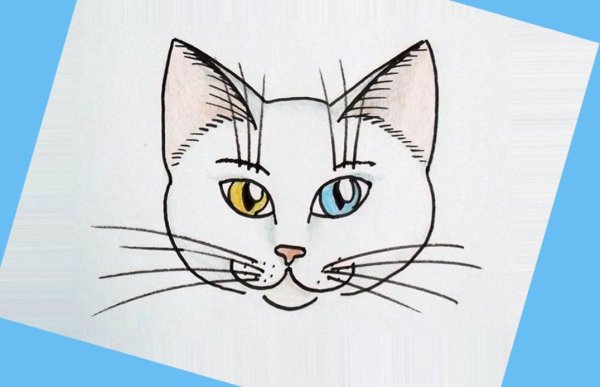 Мордочка котенка карандашом