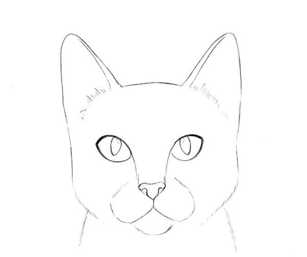 Кошачья мордочка рисунок