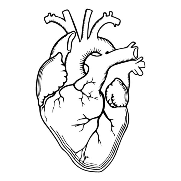 Рисунок сердца человека для срисовки