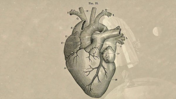 Цветное Анатомическое сердце