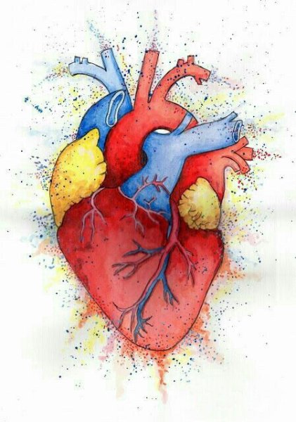 Сердце человека для срисовки