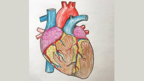 Строение сердца человека схема