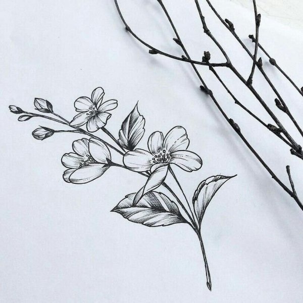 Ветка цветов тату эскиз