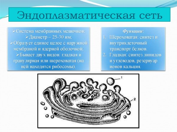 Шероховатая эндоплазматическая сеть рисунок