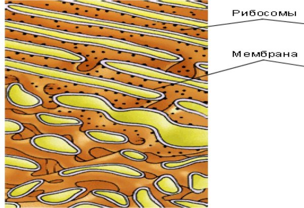 Гранулярная ЭПС рисунок