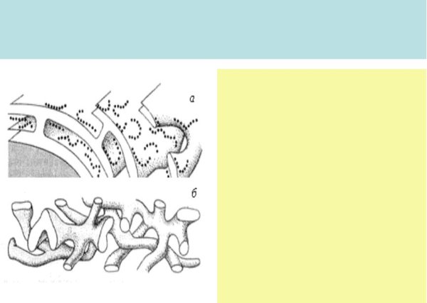 ЭПС ретикулум