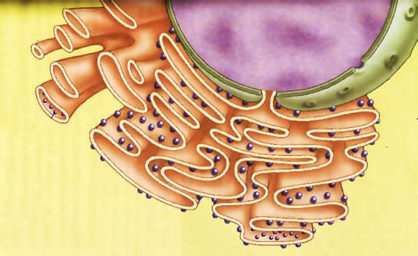 Эндоплазматическая сеть ЭПС рисунок