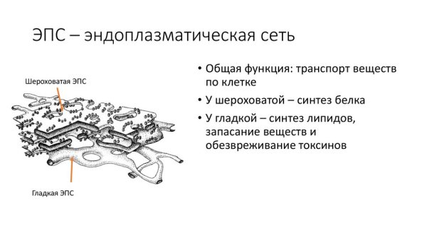 Гладкая эндоплазматическая сеть рисунок
