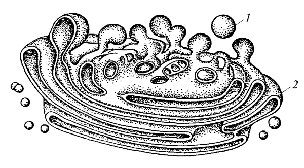 Рисунок комплекс Гольджи клетки