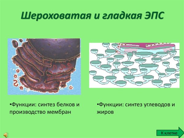 Эндоплазматическая сеть ЭПС гладкая и шероховатая