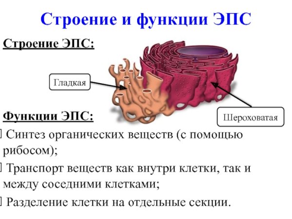 Эндоплазматический ретикулум 3д