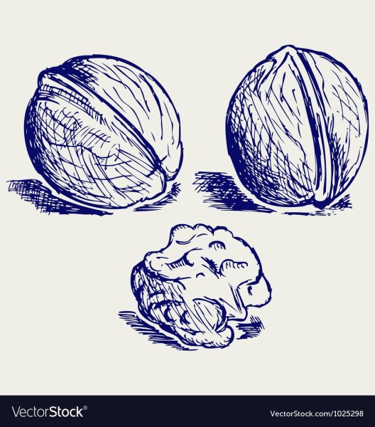 Орехи карандашом