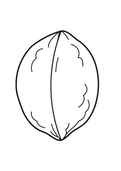 Грецкий орех раскраска для детей