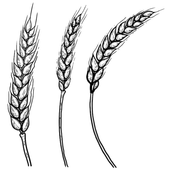 Колос пшеницы рисунок