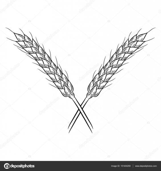Колосок пшеницы раскраска