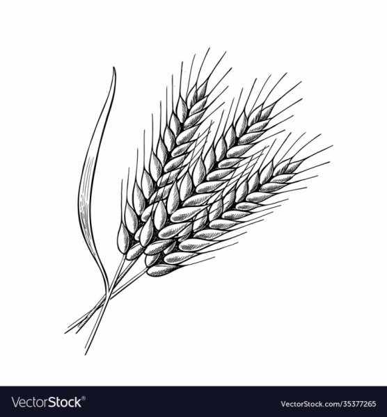 Пшеница для детей