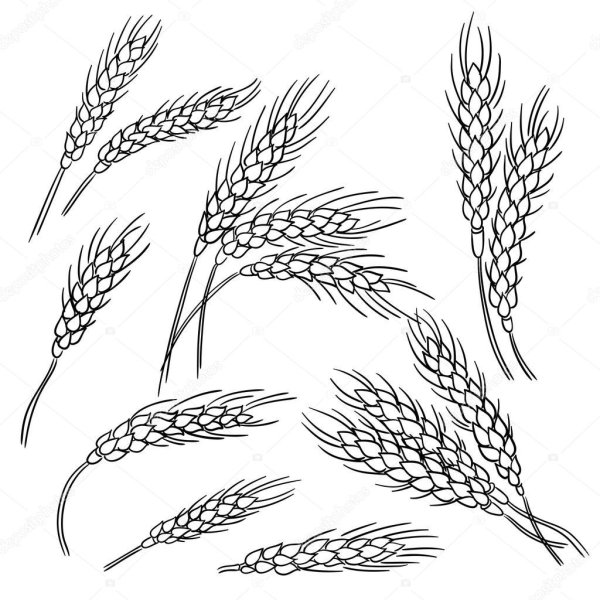 Колосья пшеницы