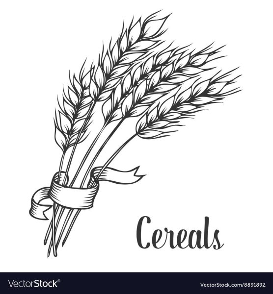 Колосок рисунок