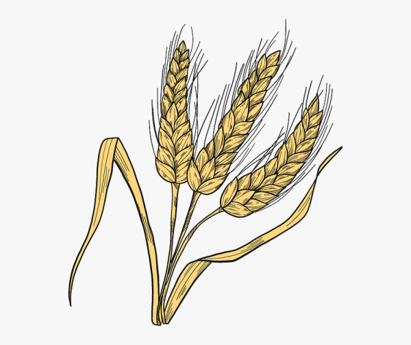 Колосья пшеницы