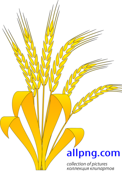 Колосок пшеницы рисунок