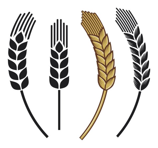 Колосок пшеницы