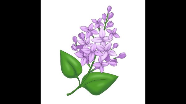 Сирень рисунок