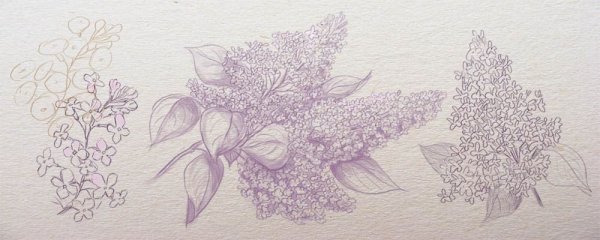 Сирень карандашом