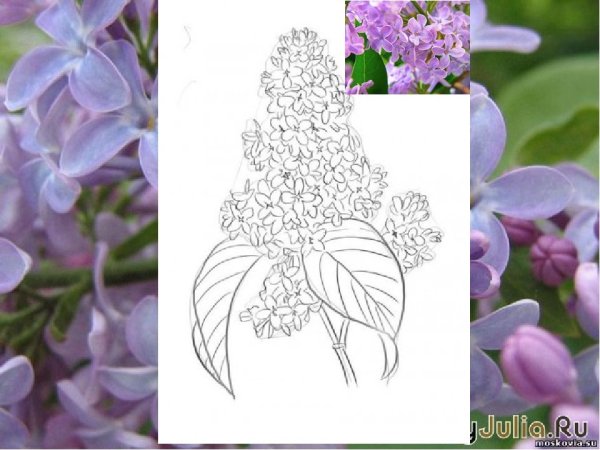 Сирень карандашом