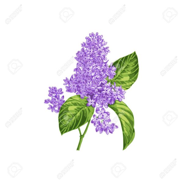 Сирень карандашом