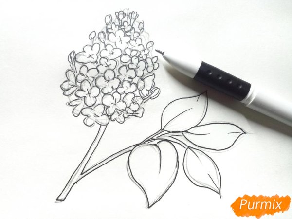 Сирень рисунок карандашом