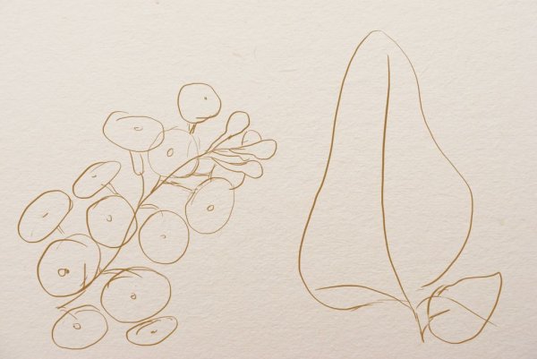 Сирень пошагово карандашом