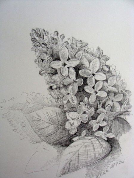 Сирень в вазе рисунок карандашом