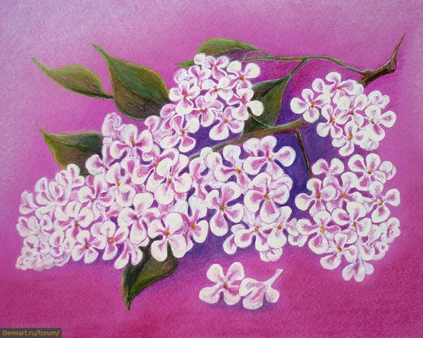 Иллюстрация к романсу сирень